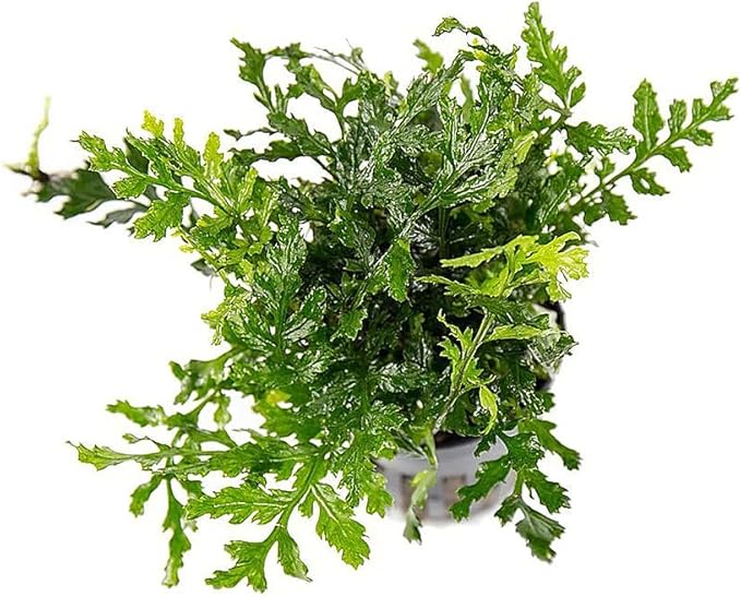 Mini Bolbitis Baby Leaf - Live Aquarium Plant for Fish Tank Decorations (1 Pot)