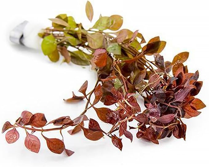 Live Aquarium Red Stem Plants - Freshwater Aquatic Plant for Fish Tanks, Aquascaping - (Ludwigia Natans Super, 4 Bunches)