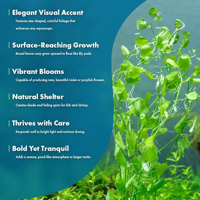 Live Plant - Tall Grass, Vallisneria Torta - Easy Care, Moderate to High Light, Bright Green Accent, Freshwater Aquatic Plant for Aquascaping - Lead Bunch