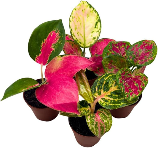 BubbleBlooms Aglaonema Assortment 2 inch Set of 4