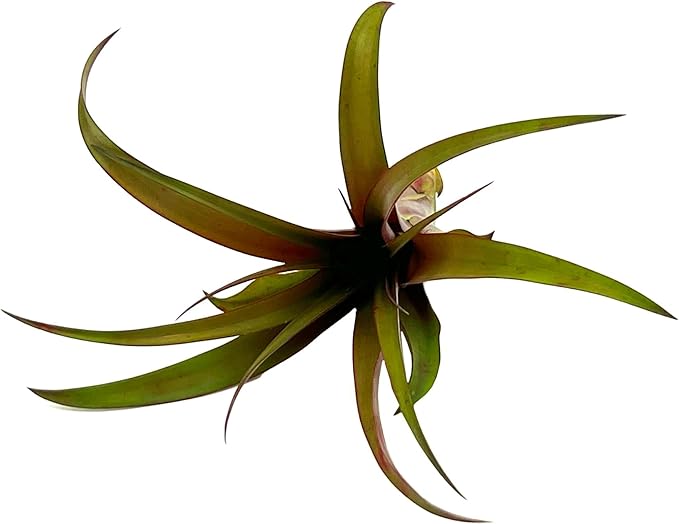 Air Plants - Tillandsia Red Capitata, Large 5-7” - 1ct - Live Arrival Guaranteed - House Plants for Home Decor & Gift