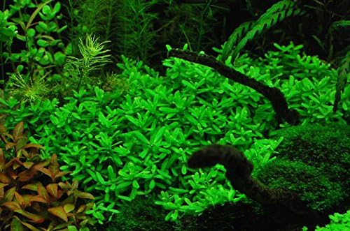 Bacopa Monnieri Moneywort Potted Live Aquarium Decorations Aquatic Plants for Fish Tank by Mainam