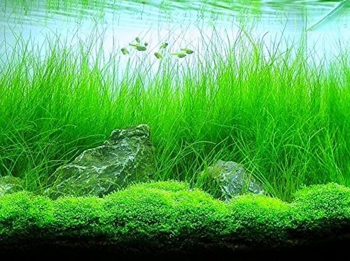 AQUARIUM PLANTS DISCOUNTS Potted Tall Hairgrass by AquaLeaf Aquatics - Easy Aquatic Live Plant