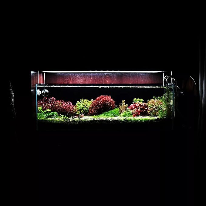 Live Aquarium Red Stem Plants - Freshwater Aquatic Plant for Fish Tanks, Aquascaping - (Rotala Rotundifolia, 1 Bunch)