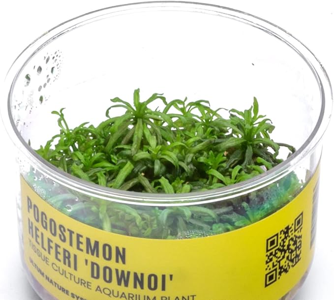 Ultum Nature Systems Downoi Pogostemon Helferi Tissue Culture Live Plant for Aquarium, Aquascape, Freshwater Fish Tanks - 100% Snail Free in Vitro