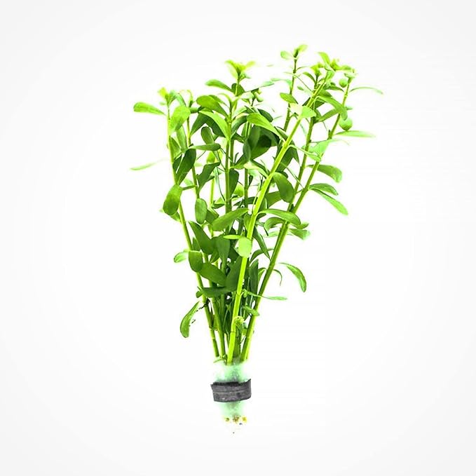 Live Aquarium Stem Plants - Freshwater Aquatic Plant for Fish Tanks, Aquascaping - (Moneywort Bacopa Monnieri, 1 Bunch)