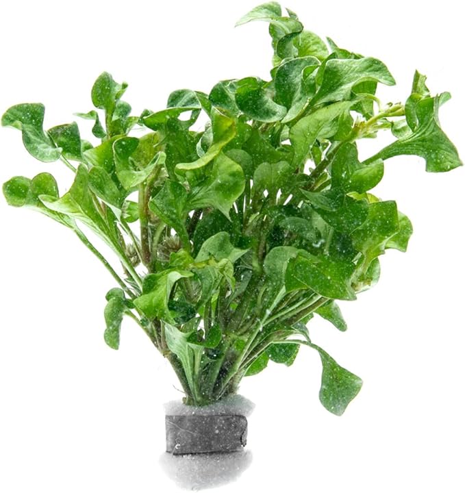 Live Plant - Decorative Plant for Terrariums and Paludariums - (Alternanthera Bettzickiana Green, 1 Bunch)