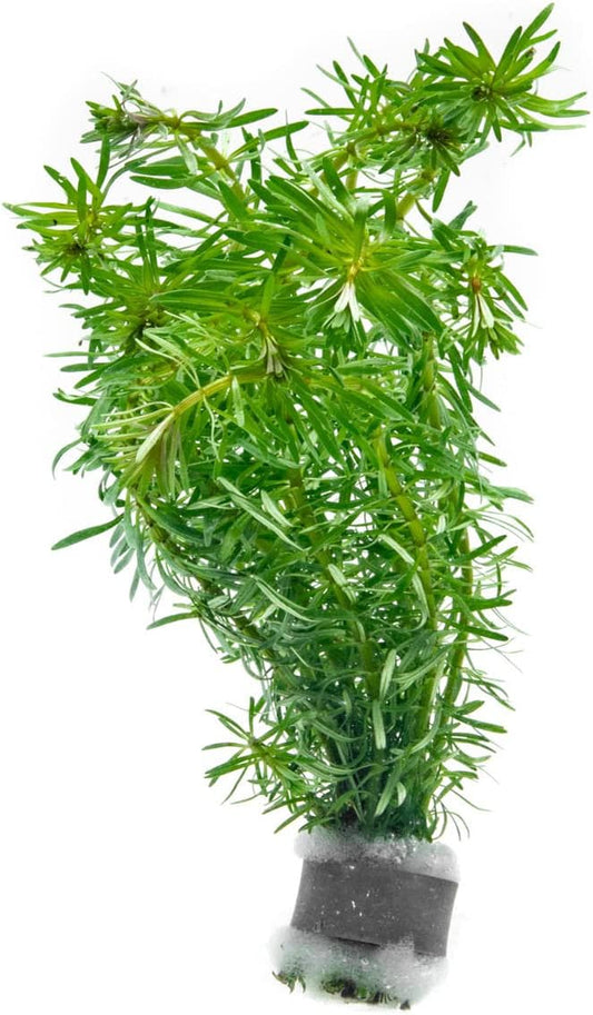 Live Aquarium Stem Plants - Freshwater Aquatic Plant for Fish Tanks, Aquascaping - (Rotala Bossii, 4 Bunches)