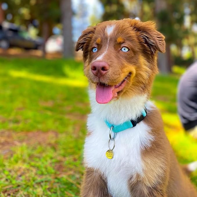 Blueberry Pet Essentials Turquoise Dog Collar | Adjustable Eco-Friendly Nylon Strap | Dog Collars for Small Dogs, Boy Dog Collar, Puppy Collar | 12-16 Inches