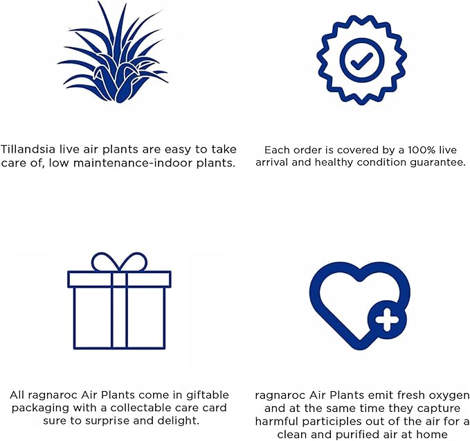 Air Plants - Tillandsia Juncea, Jumbo 8-12" - 1ct - Live Arrival Guaranteed - House Plants for Home Decor & Gift