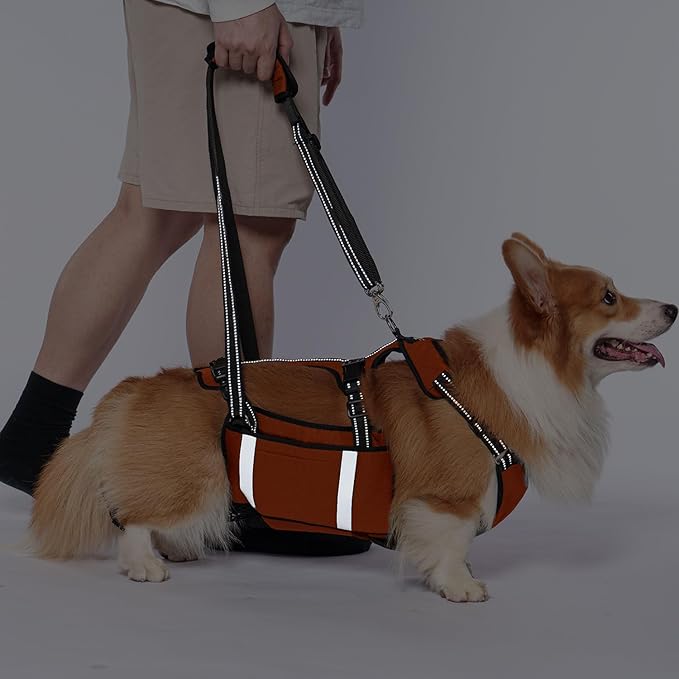 COODEO Mobility Dog Lift Harness, Emergency Carry Sling, Pet Rear Leg Support Rehabilitation Lifts Vest, Dog Carrier for Senior Dogs Joint Injuries, Arthritis (Orange, L)