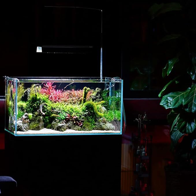 Live Aquarium Red Stem Plants - Freshwater Aquatic Plant for Fish Tanks, Aquascaping - (Ludwigia Natans Super, 1 Bunch)