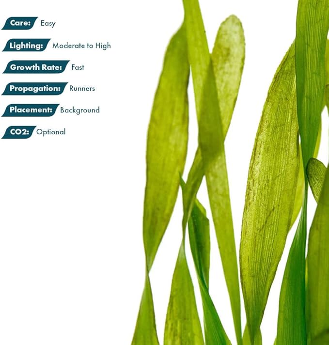Live Plant - Tall Grass, Vallisneria Torta - Easy Care, Moderate to High Light, Bright Green Accent, Freshwater Aquatic Plant for Aquascaping - Lead Bunch