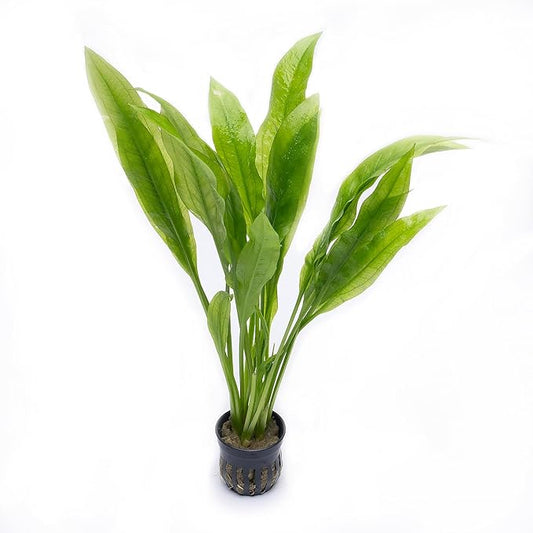 Amazon Sword Echinodorus Bleheri Live Plant for Freshwater Aquariums, Natural Fish Tank Decorations, and Aquatic Decor (3 Pots (6-9 Plants))