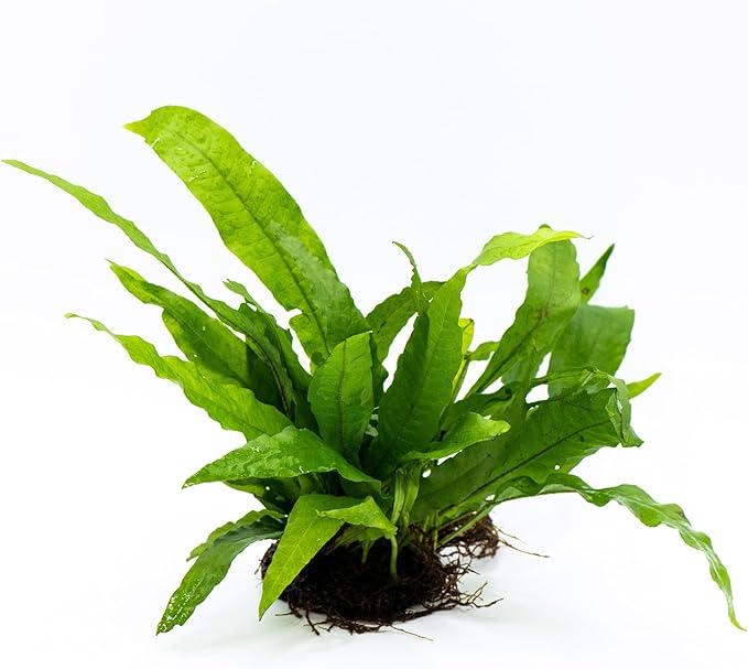 Java Fern Live Aquarium Plants – Windelov, Narrow Leaf & More– Easy Aquascaping Plants for Freshwater Tanks, Low Light, No CO₂ (Java Fern 'Microsorum Pteropus' on Nutripad)
