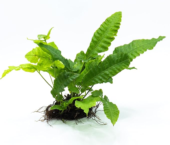 Java Fern Live Aquarium Plants – Windelov, Narrow Leaf & More– Easy Aquascaping Plants for Freshwater Tanks, Low Light, No CO₂ (Bolbitis Heteroclita on Nutripad)