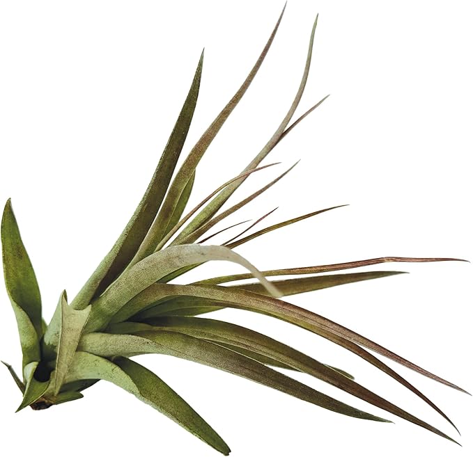Air Plants - Tillandsia Brachycaulos Multiflora, Jumbo 5-7" - 3 ct - Live Arrival Guaranteed - House Plants for Home Decor & Gift