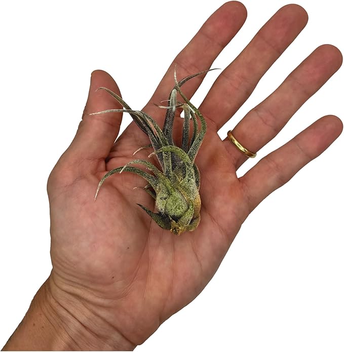 Air Plants - Tillandsia Pruinosa, Large 3-5" - 2ct - Live Arrival Guaranteed - House Plants for Home Decor & Gift