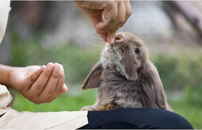 Chinchilla Food, Papaya Grains Small Animal Treats - 10 oz, Suitable for Rabbit Treats, Sugar Glider Food, Herbivores