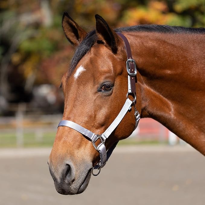 Equinavia Loki Adjustable Breakaway Horse Halter - Silver Sconce Gray - Pony