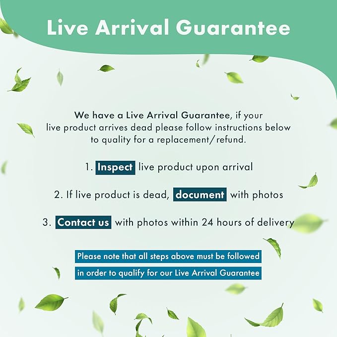 Anubias Live Aquarium Plants - Potted Freshwater Plant for Fish Tanks, Terrariums - Beginner Friendly Low Light (Nana Petite, 3 Pots)