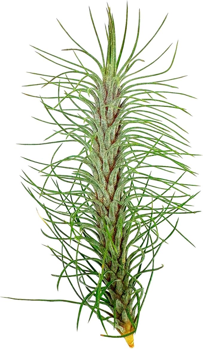 Air Plants - Colombian Tillandsia Funckiana, Large 5" - 1ct - Live Arrival Guaranteed - House Plants for Home Decor & Gift