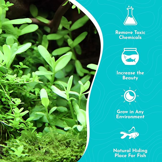 Live Aquarium Moneywort Bacopa (Monnieri) Plants - Long Lasting & Easy to Maintain - Removing Excess Nitrates - Promote High Water Quality - Stunning Appearance - Potted