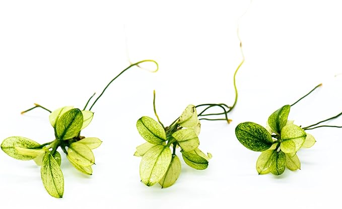 Anubias Nana Petite White Live Aquarium Plant - Rare Aquatic Plant, Perfect for Nano Tanks, Terrariums, Easy Maintenance, Freshwater Aquascaping (3 Mini Loose Plants)