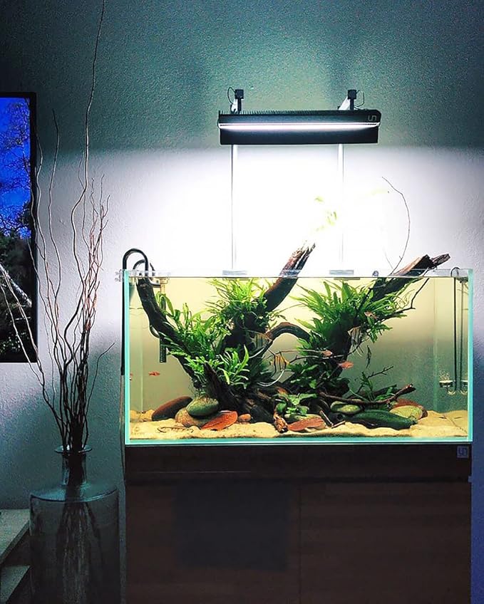 Java Fern Live Aquarium Plants - Potted Freshwater Plant for Fish Tanks - Beginner Friendly, Low Light (Java Fern, 1 Pot)