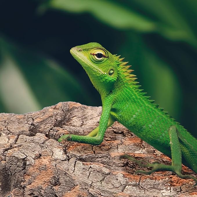 Amosfun 4pcs Reptile Bark Cork Wood Bark Decor Cork Flat Bedding for Bearded Dragon Lizard Geckos Tortoise, Random Size 3.2 to 5.5Inch