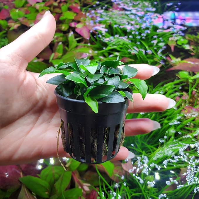 Anubias Live Aquarium Plants - Potted Freshwater Plant for Fish Tanks, Terrariums - Beginner Friendly Low Light (Nana Petite, 3 Pots)