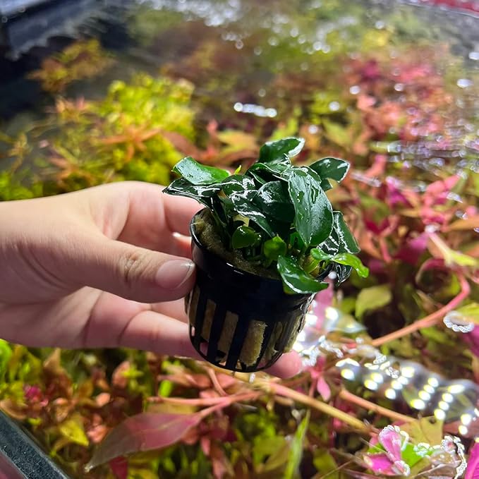 Anubias Live Aquarium Plants - Potted Freshwater Plant for Fish Tanks, Terrariums - Beginner Friendly Low Light (Barteri Petite Round, 1 Pot)