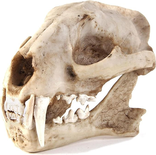 Aquarium Décor Cave Decorations Fish Hideout Betta Tarantula Reptile Snake for Terrarium Ornament Dinosaur Animal Skull Large Bones Halloween