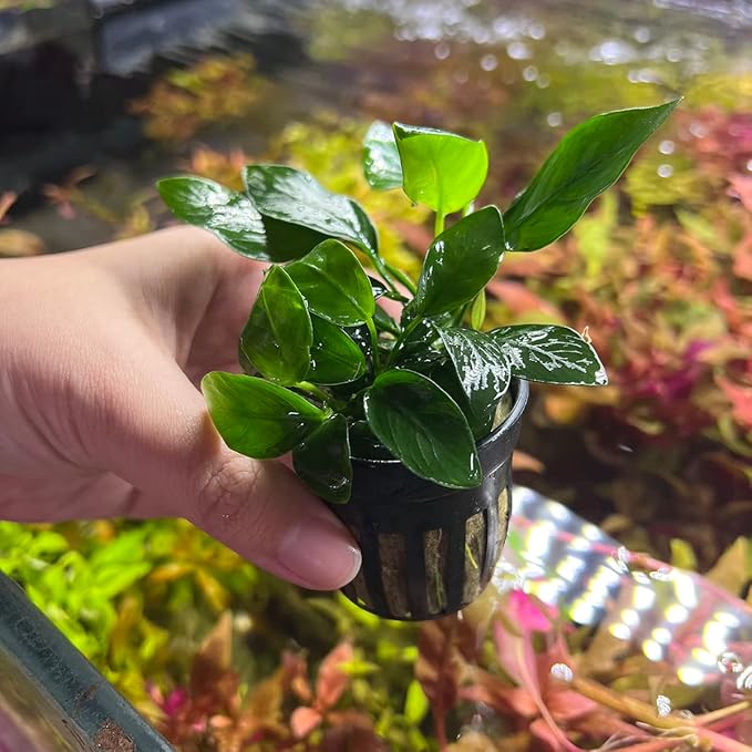 Anubias Live Aquarium Plants - Potted Freshwater Plant for Fish Tanks, Terrariums - Beginner Friendly Low Light (Spear Leaf, 3 Pots)