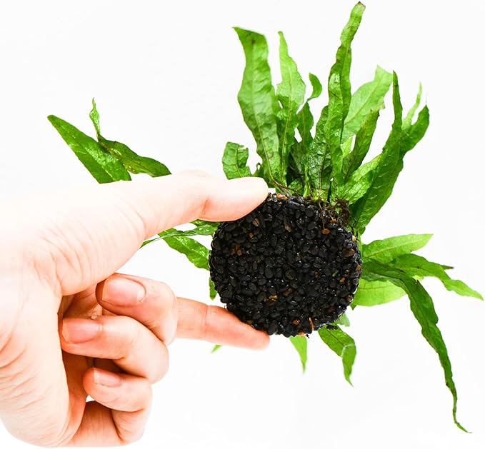 Java Fern Live Aquarium Plants – Windelov, Narrow Leaf & More– Easy Aquascaping Plants for Freshwater Tanks, Low Light, No CO₂ (Java Fern Petite on Nutripad)