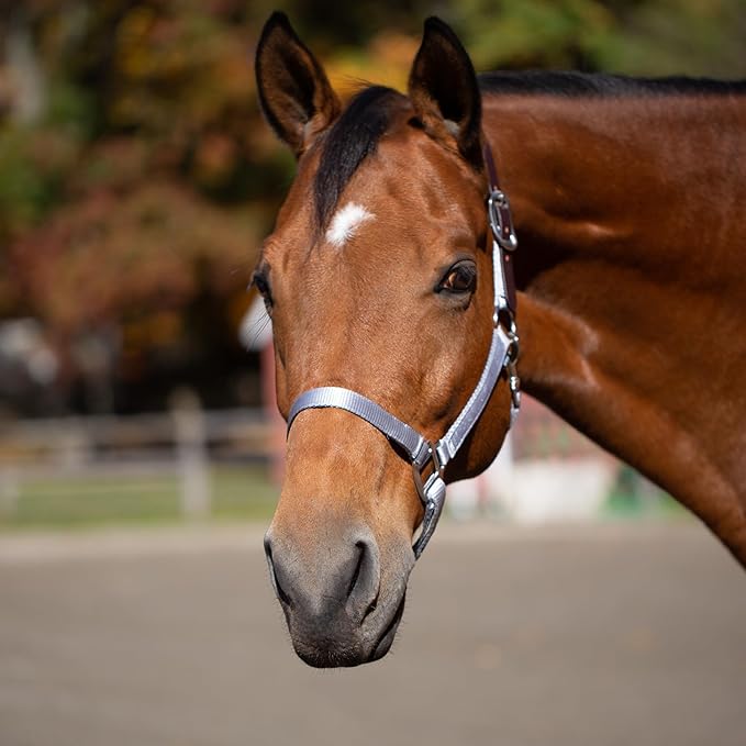Equinavia Loki Adjustable Breakaway Horse Halter - Silver Sconce Gray - Pony