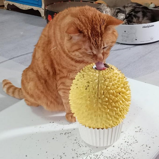 Catnip Feeder and Self Grooming Toys - Cat Face Scratcher, Wall Corner Massage Comb for Indoor Cats (yellow)