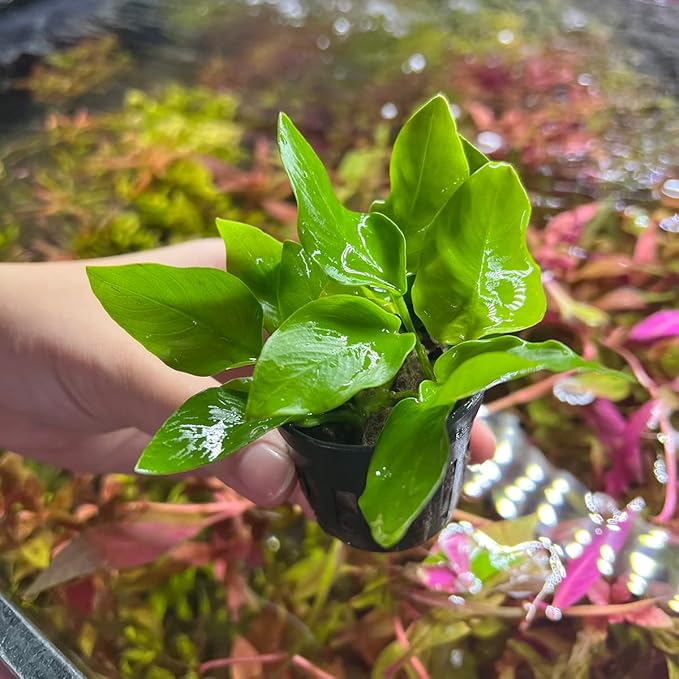Anubias Live Aquarium Plants - Potted Freshwater Plant for Fish Tanks, Terrariums - Beginner Friendly Low Light (Nana Golden, 5 Pots)