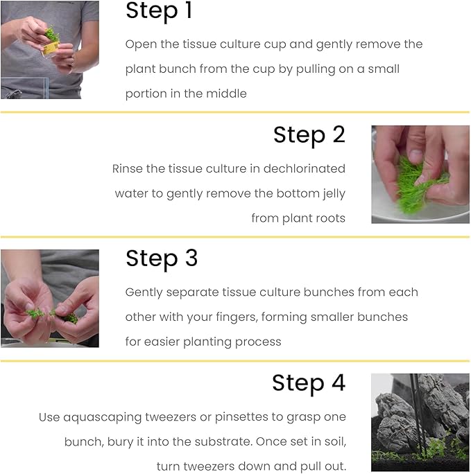 Riccia fluitans in Vitro Tissue Culture Small Cup