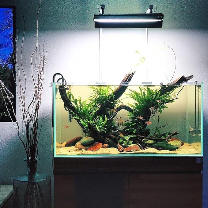 Java Fern Live Aquarium Plants - Freshwater Plant for Fish Tanks - Beginner Friendly, Low Light (Java Fern, Bare Root (1 Piece))