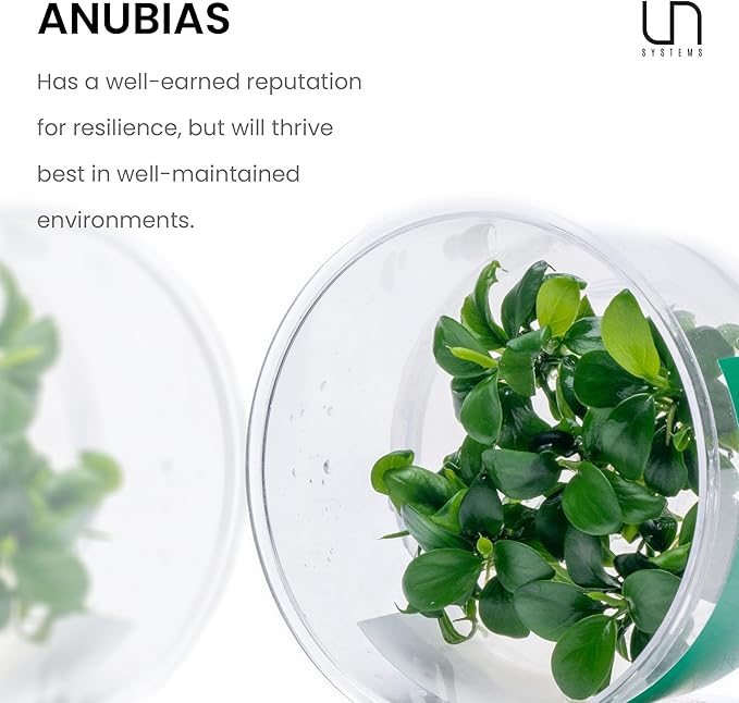 Ultum Nature Systems Live Tissue Culture - Anubias Minima Dragon Claw (Anubias Minima) - Easy - Low to Medium Light - Green Accent - Midground - 100% Snail Free Grown in-Vitro