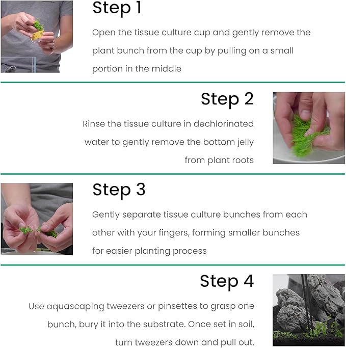 Ultum Nature Systems Cryptocoryne Willisii Tissue Culture Live Plant for Aquarium, Aquascape, Freshwater Fish Tanks - 100% Snail Free in Vitro