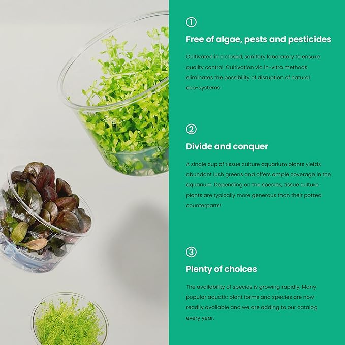 Ultum Nature Systems Cryptocoryne Mioya Tissue Culture Live Plant for Aquarium, Aquascape, Freshwater Fish Tanks - 100% Snail Free in Vitro