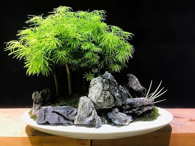 Natural Seiryu Dragon Stone - 20 Pound Aquarium Landscape Rock for Fish Tank Reptile and Amphibious Tank 3-10 Inch Aquarium Decoration