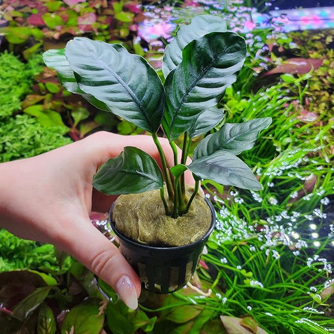 Anubias Live Aquarium Plants - Potted Freshwater Plant for Fish Tanks, Terrariums - Beginner Friendly Low Light (Barteri Coffeefolia, 5 Pots)