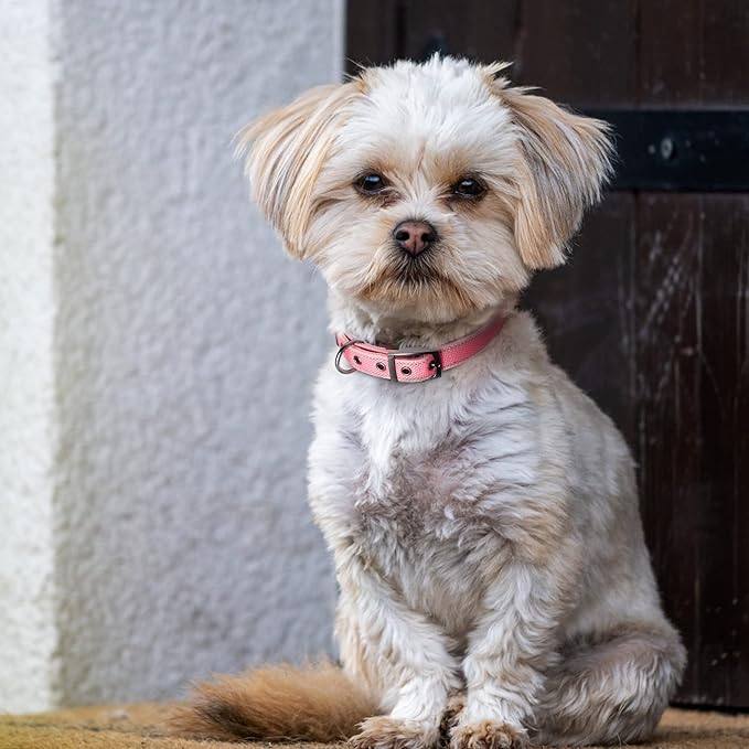 Fida Heavy Duty Dog Collar, Ultra Comfortable Soft Neoprene Padded, Adjustable Reflective Nylon Pet Collar with Durable Metal Belt Buckle for Small Breeds (S, Pink)