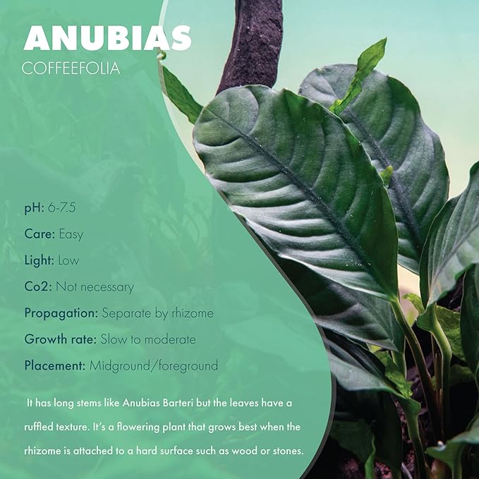 Anubias Live Aquarium Plants - Potted Freshwater Plant for Fish Tanks, Terrariums - Beginner Friendly Low Light (Barteri Coffeefolia, 3 Pots)
