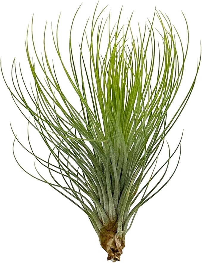 Air Plants - Tillandsia Andreana, Large 4-6" - 1ct - Live Arrival Gauranteed - House Plants for Home Decor & Gift