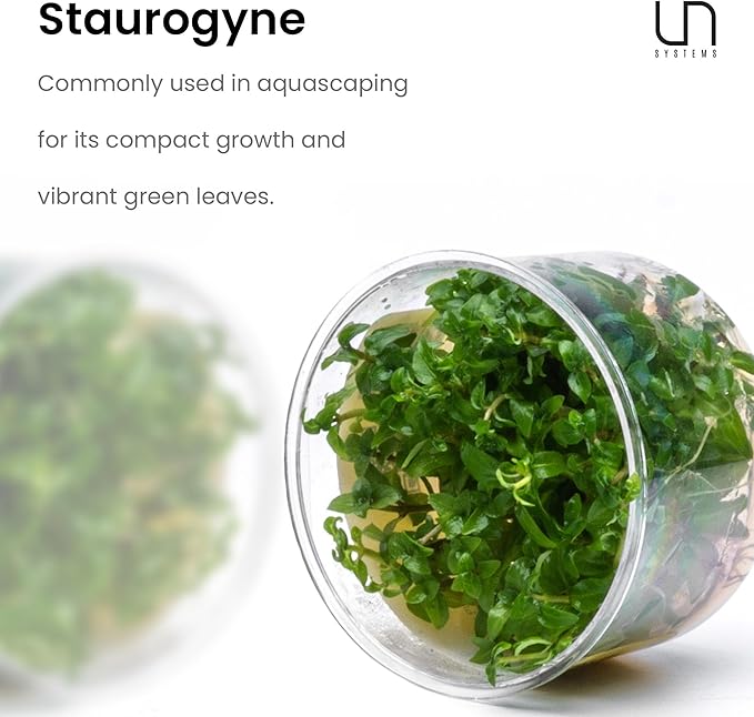 Ultum Nature Systems Staurogyne Repens Tissue Culture Live Plant for Aquarium, Aquascape, Freshwater Fish Tanks - 100% Snail Free in Vitro