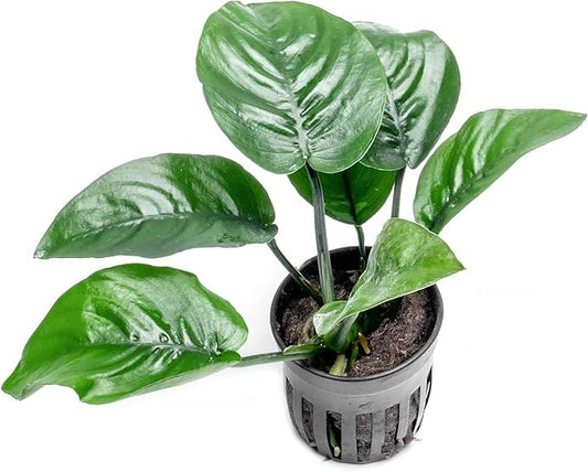 Anubias Live Aquarium Plants - Potted Freshwater Plant for Fish Tanks, Terrariums - Beginner Friendly Low Light (Barteri Butterfly, 5 Pots)
